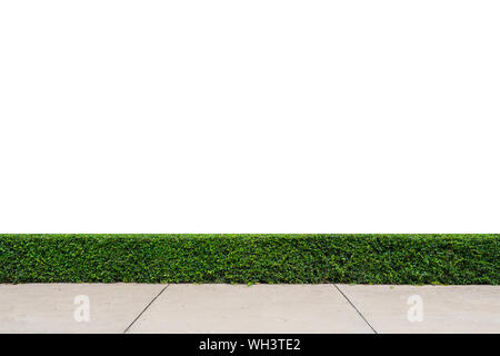 tree wall with concrete floor isolated on white background Stock Photo