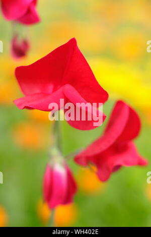 Lathyrus odoratus 'Winston Churchill sweet peas under planted with calendula (pictured). Stock Photo