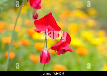 Lathyrus odoratus 'Winston Churchill sweet peas under planted with calendula (pictured). Stock Photo