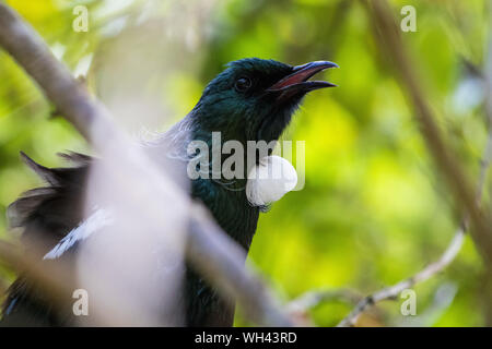 New Zealand Tui singing in a tree, close up Stock Photo