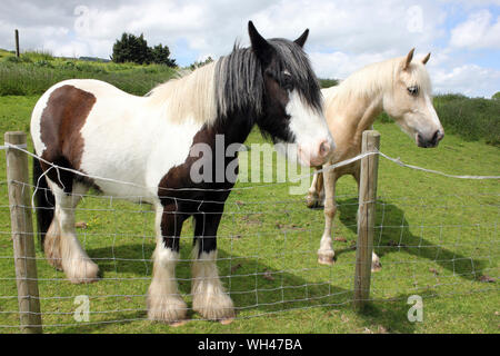 Cob Horses Stock Photo