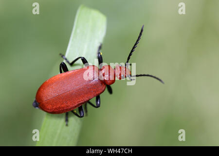 Red-headed Cardinal Beetle Pyrochroa serraticornis Stock Photo