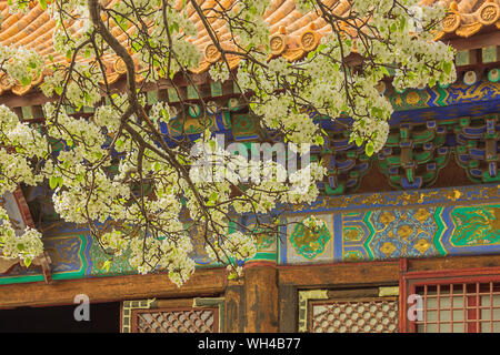 Pear blossom in the courtyard of  the Palace of Obeying the Heaven in the Forbidden City in Beijing Stock Photo