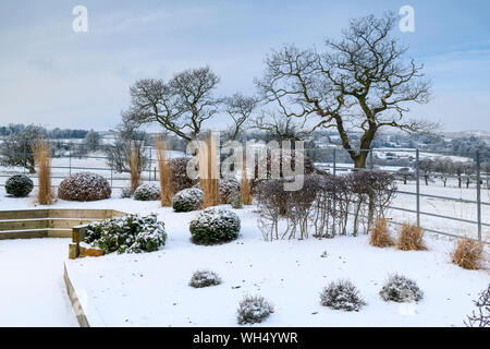 Stylish, contemporary design, landscaping & planting on wooden raised bed (topiary & grasses) - snow covered winter garden, Yorkshire, England, UK. Stock Photo