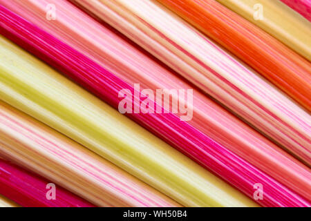 Background with closeup of colorful rainbow chard stems Stock Photo