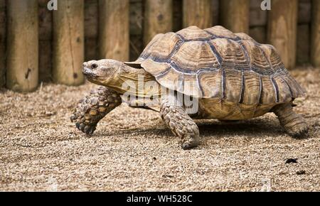 African spurred tortoise (Centrochelys sulcata), the third-largest species of tortoise in the world Stock Photo