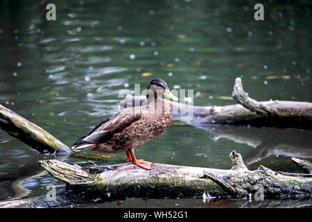 female mallard duck standing on a fallen tree trunk at the shore Stock Photo