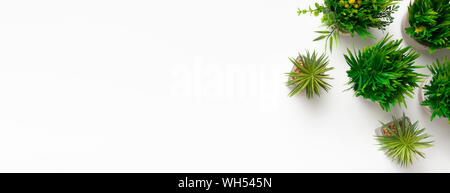 Decorative grassy plants in pots on white background Stock Photo