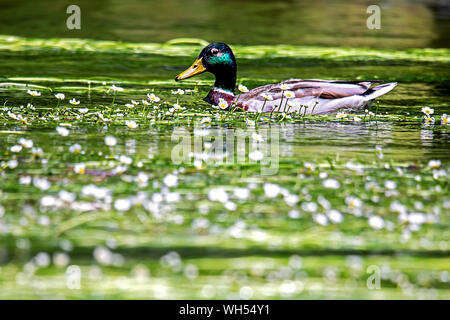 male mallard duck swimming midst white water crowfoot Stock Photo