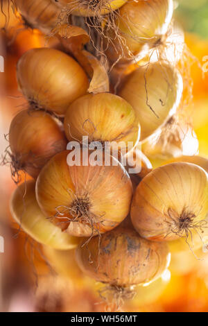 Bunch of freely hanging dried onions - Close-up Stock Photo