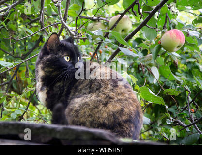 Fluffy brown cat sitting in the garden near the Apple tree Stock Photo