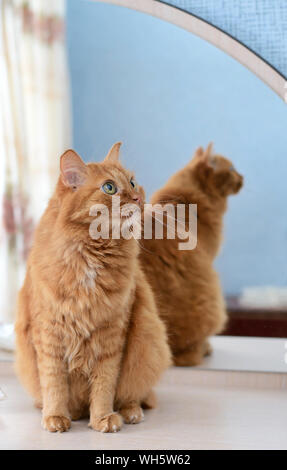 A large ginger cat sitting next to the mirror Stock Photo