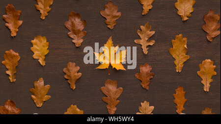 Straight lines of dry brown oak and maple leaves Stock Photo