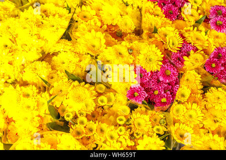 Yellow and pink chrysanthemums at Pak Khlong Talat, famous flower market in Bangkok, Thailand. Stock Photo