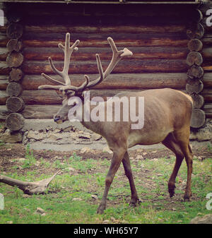 Young deer with big horns near the wooden house on green grass Stock Photo