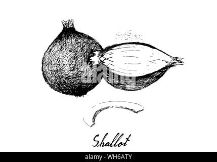 Herbal Plants, Illustration Hand Drawn Sketch of Fresh Shallots, Spanish Onions, or Red Onions Used for Seasoning in Cooking. Stock Vector