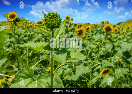 field of sunflowers in summer from Karnataka, India Stock Photo - Alamy