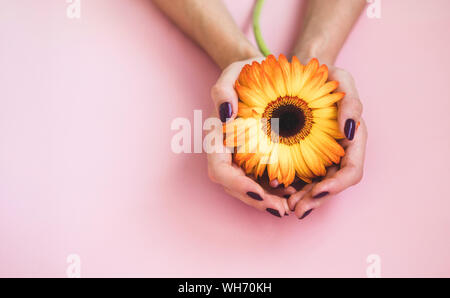 Female beautiful hands with purple manicure hold a yellow gerbera flower on pink paper background. Hand and nail care concept