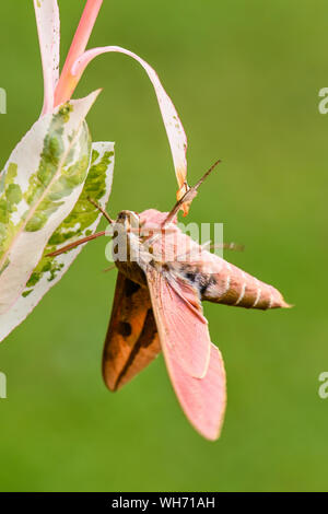 Spurge Hawk-moth - Hyles euphorbiae, beautiful colored hawk-moth from European woodlands, Czech Republic. Stock Photo