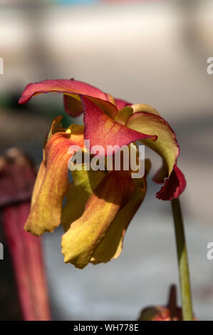 Sydney Australia, flowers of a  pitcher plant or trumpet pitcher with yellow petals Stock Photo