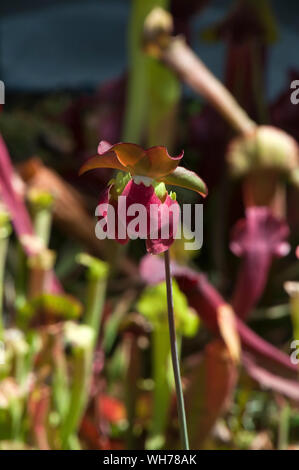 Sydney Australia, flower with pink petals of a  pitcher plant or trumpet pitcher in garden Stock Photo