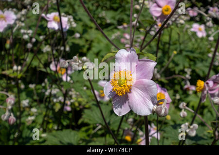 Close up of pink Japanese anemone anemones flowers flower flowering in summer England UK United Kingdom GB Great Britain Stock Photo