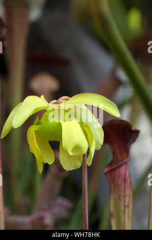 Sydney Australia, flower of a  pitcher plant or trumpet pitcher with yellow petals Stock Photo