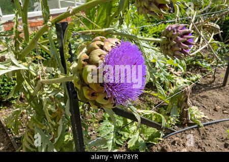 Close up of purple bloom flower flowers of globe artichokes artichoke plant plants in summer England UK United Kingdom GB Great Britain Stock Photo