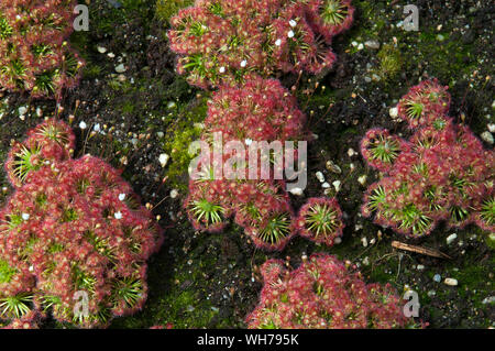 Sydney Australia, clump of  pygmy drosera sundew plant with sticky mucilage to catch insects Stock Photo