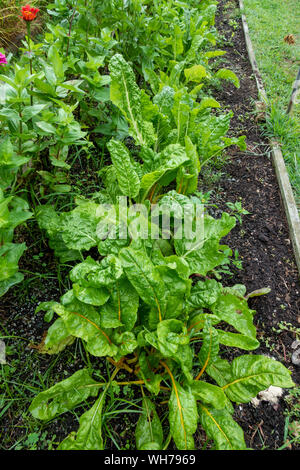 Growing Swiss Chard with green leaves in raised bed garden with organic methods on Cape Cod, Massachusetts USA Stock Photo