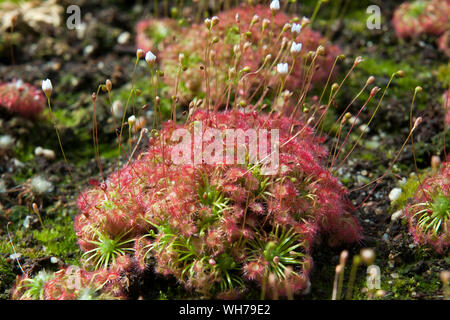 Sydney Australia, clump of  pygmy drosera sundew plant with sticky mucilage to catch insects Stock Photo