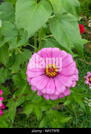 Beautiful close-up of pink Zinnia Elegans flower in garden Stock Photo