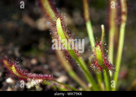 Sydney Australia, close-up of sundew plant with sticky mucilage to catch insects Stock Photo