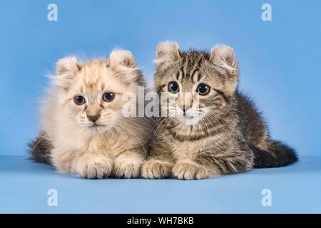 Two breedscats American Curl (Felis silvestris catus), black tabby blotched and blue tabby point, kittens, 10 weeks, lying side by side, blue Stock Photo