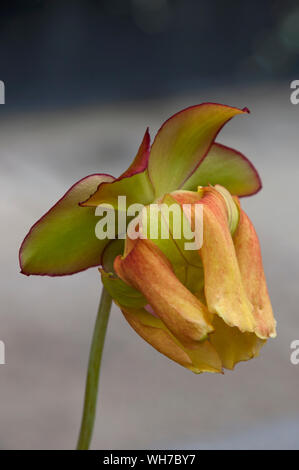 Sydney Australia, flower of a pitcher plant or trumpet pitcher with yellow petals Stock Photo