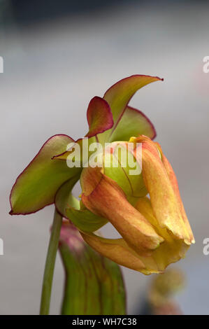 Sydney Australia, flower of a pitcher plant or trumpet pitcher with yellow petals Stock Photo