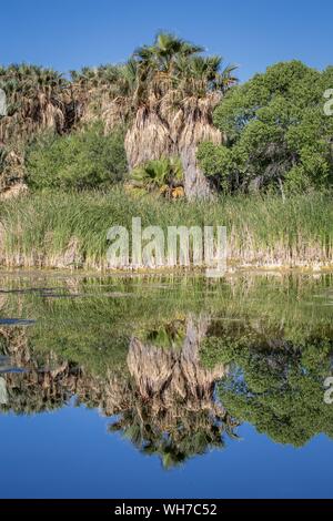 Riverbank vegetation, fan palms reflected in the water of the oasis, Agua Caliente Park, Tucson, Arizona, USA Stock Photo