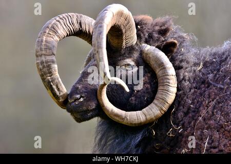 Jacob sheep or Four-horned sheep (Ovis ammon F. aries), animal portrait, France Stock Photo