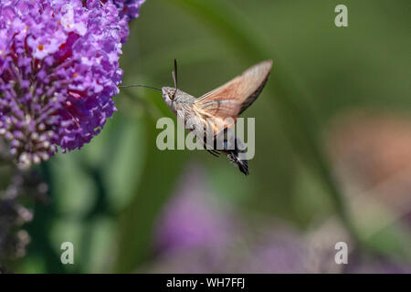 Macroglossum stellatarum, Switzerland, Nature, Insect, Moth, Hawk Moth, hummingbird hawk-moth Stock Photo