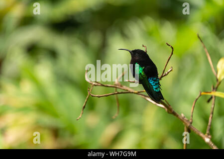 Purple-throated carib (Eulampis jugularis) sitting on a branch in Martinique. Stock Photo
