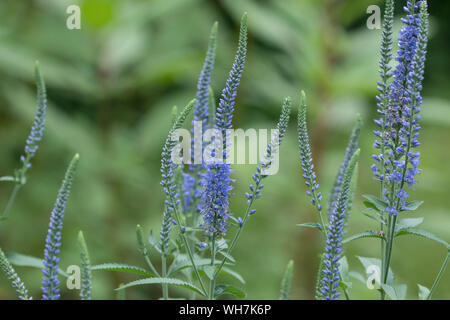 Portrait of a group of blue perennials,Veronica flowers (Speedwell)plants,Quebec,Canada Stock Photo