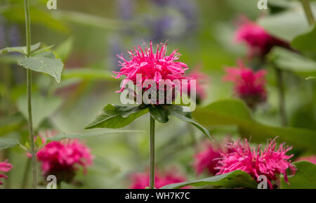 Closeup of pink a field of Bee Balm ( Monarda) blooming in garden,Quebec,Canada Stock Photo