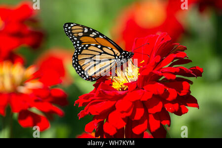 Closeup of Monarch Butterfly(Danaus plexippus) feeding on nectar from Zinnia flower Stock Photo