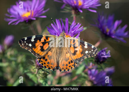 Closeup of Painted Lady butterfly feeding on purple aster (Vanessa cardui) during fall migration,Canada Stock Photo