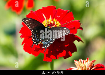 Closeup of Black Swallowtail butterfly (Papilio polyxenes) feeding on nectar from a red Zinnia,Quebec,Canada Stock Photo