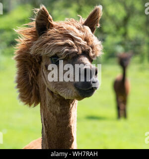 Alpaca at Blackstone Clydesdales, Cumnock, Scotland, UK Stock Photo