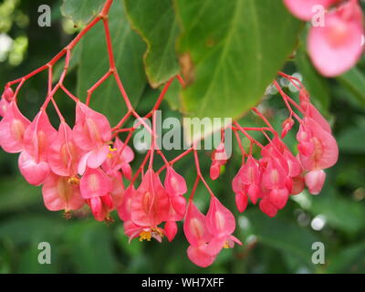 Begonia Flowers in Cluster, Sydney Royal Botanic garden, flower, pink, plant,  garden, blossom, tropical, green leaves with red edges, closed u Stock Photo