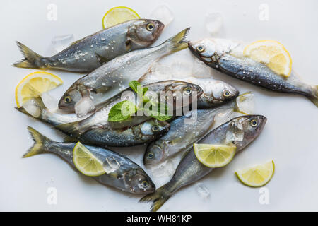 Bluefish of black sea with lemon and mint for marinade on white background. Fish pattern. Top view. Hook fish. Stock Photo