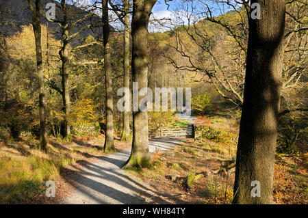 Autumn woodland at Penny Rock Wood, Grasmere, with a tree-lined path leading to a wooden gate, Lake District, England, UK Stock Photo