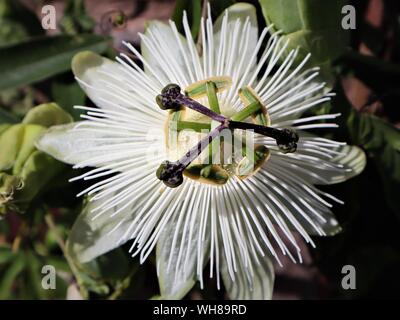 White Passion Flower - taken Summer 2019 Stock Photo